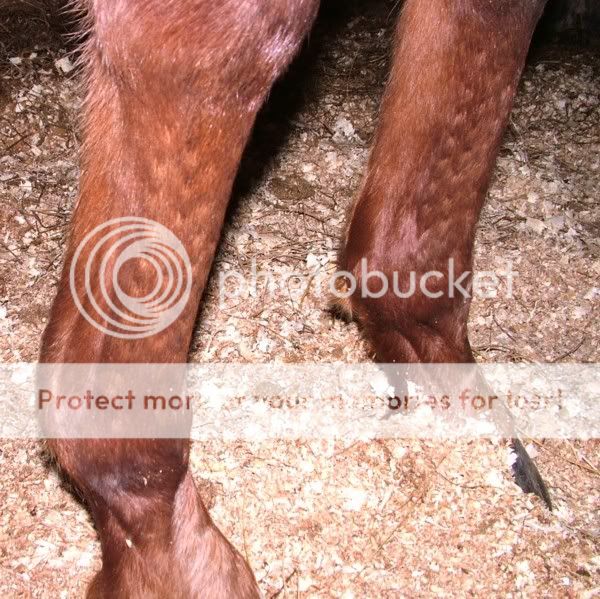 Pin Firing Horse Gossip